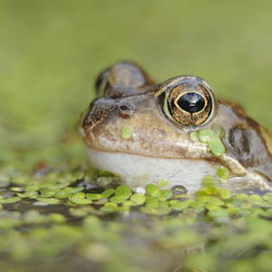 Meet your Posher, Liam